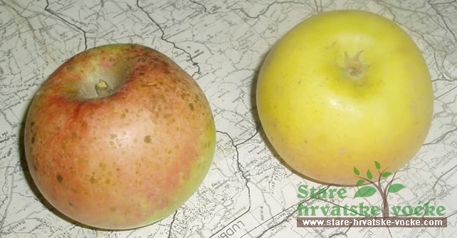 Jabuka Ananas - stare sorte jabuka