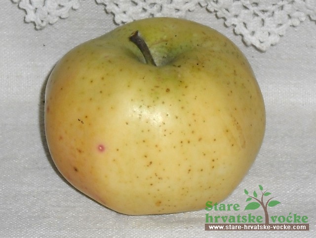 Badnjača - stare sorte jabuka