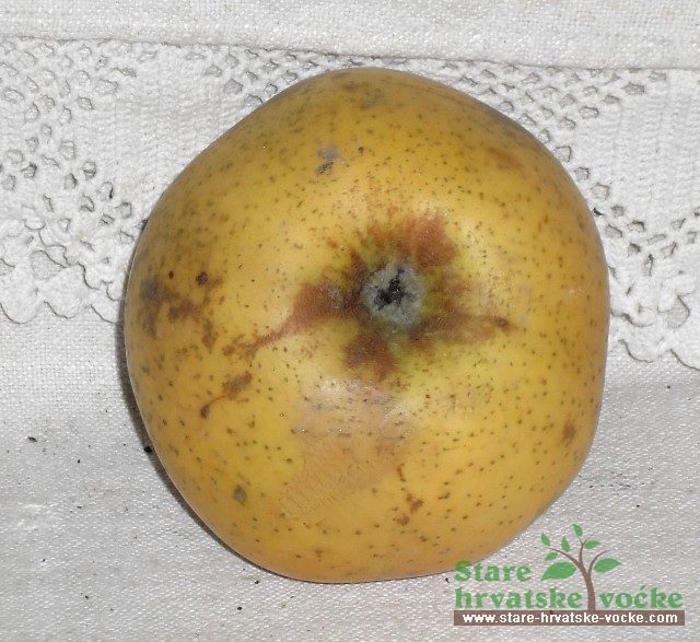 Banovka - stare sorte jabuka