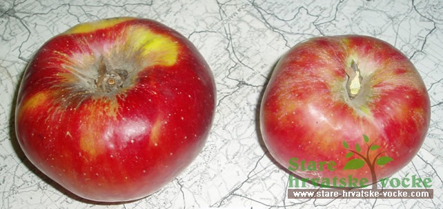 Baščovanka - stare sorte jabuka
