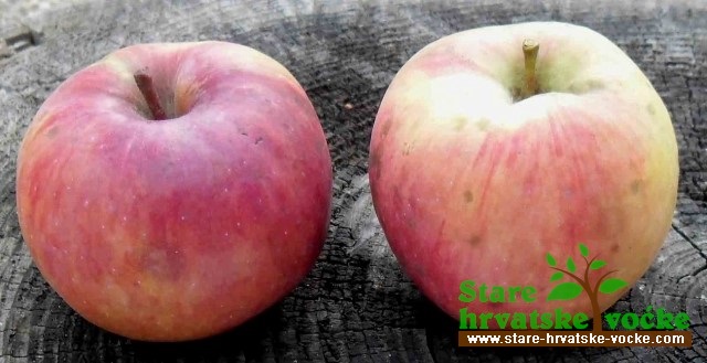 Belovarka - stara sorta jabuke