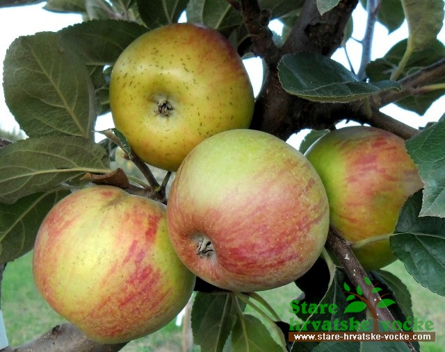 Bobovac poseban starinski - stare sorte jabuka