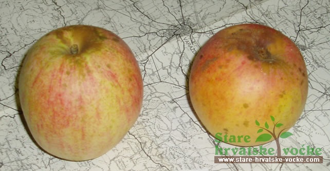 Bobovac - stare sorte jabuka