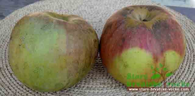 Bosanka - stara sorta jabuke