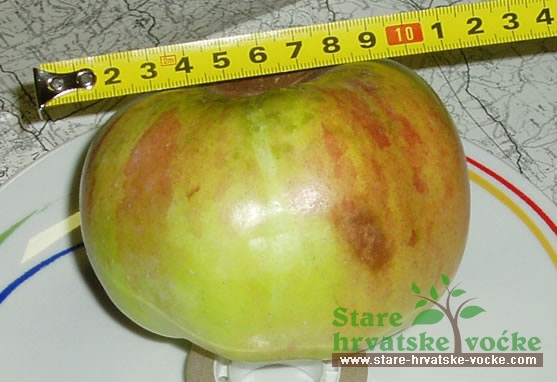 Boskopska tikvica - stare sorte jabuka