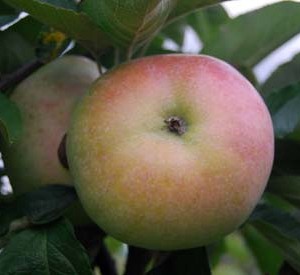 Budimka - stare sorte jabuka