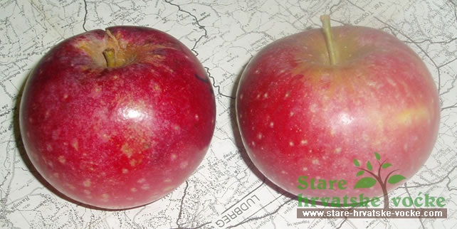 Carska jabuka - stare sorte jabuka
