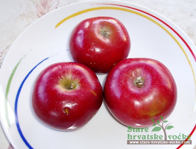 Čelenika ljetna - stare sorte jabuka