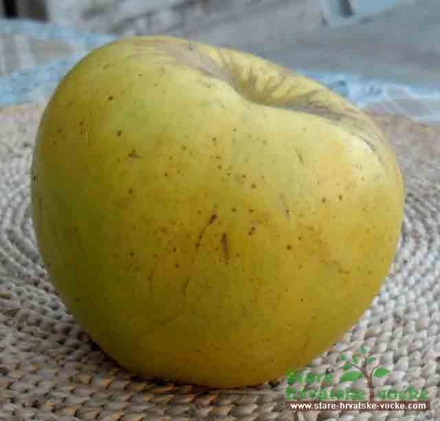 Cingola - stara sorta jabuke