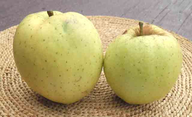 Citronka 1 - stara sorta jabuke