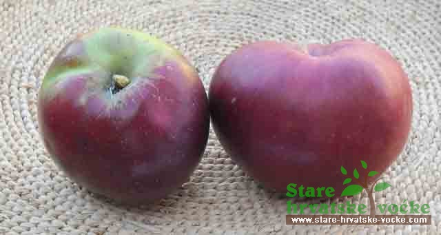 Crvena Draga - stara sorta jabuke