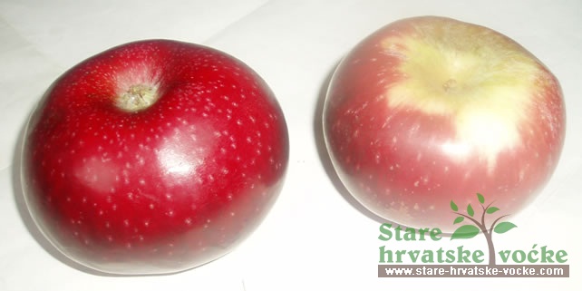 Crvena ždala - stare sorte jabuka