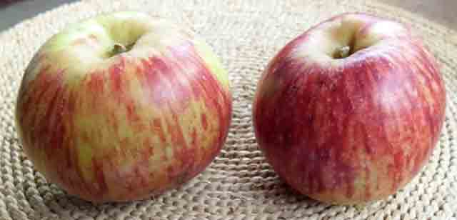Drvarka - stara sorta jabuke
