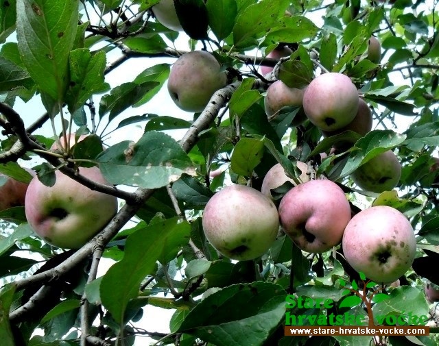 Duplokorka - stara sorta jabuke