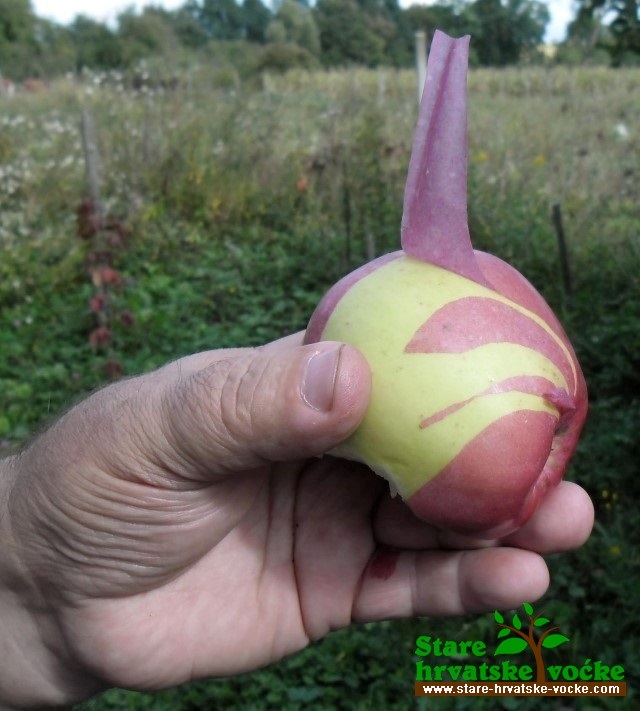 Duplokorka - stara sorta jabuke
