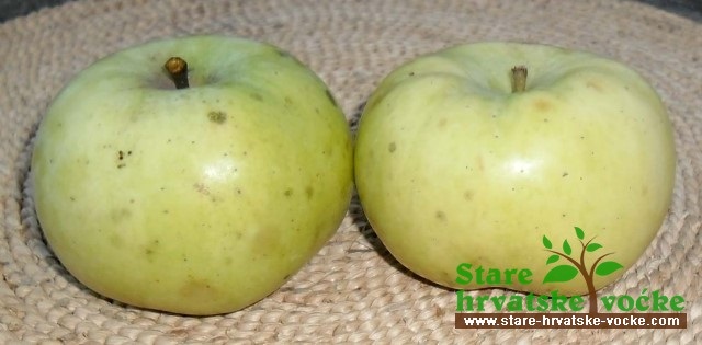 Dvorišna - stara sorta jabuke