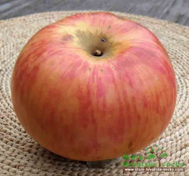 Funtovica ljetna - stare sorte jabuka