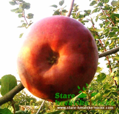 Garštetin - stare sorte jabuka