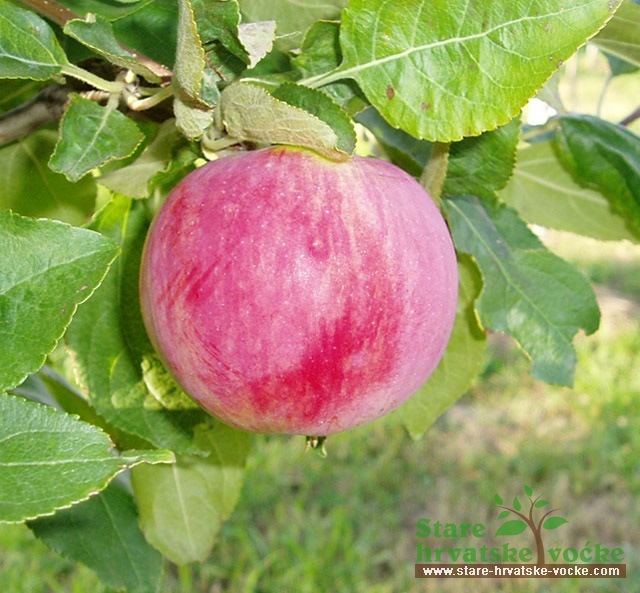 Gospoinjača - stare sorte jabuka