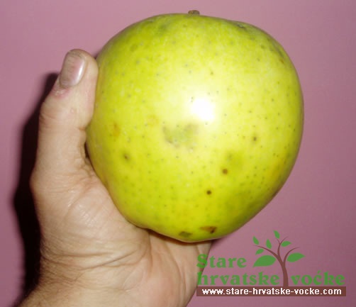 Grofova - stare sorte jabuka
