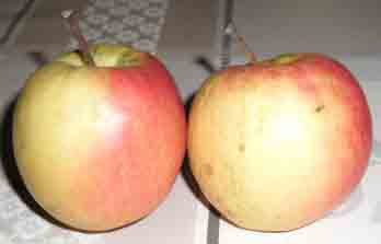 Japanka - sorta jabuke