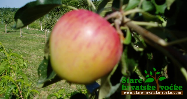 Ječmenika - stare sorte jabuka
