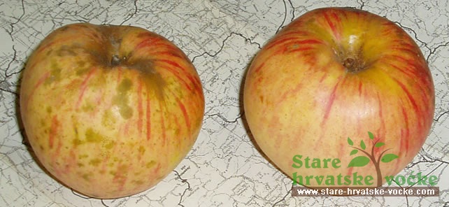 Jugovača šarena - stare sorte jabuka