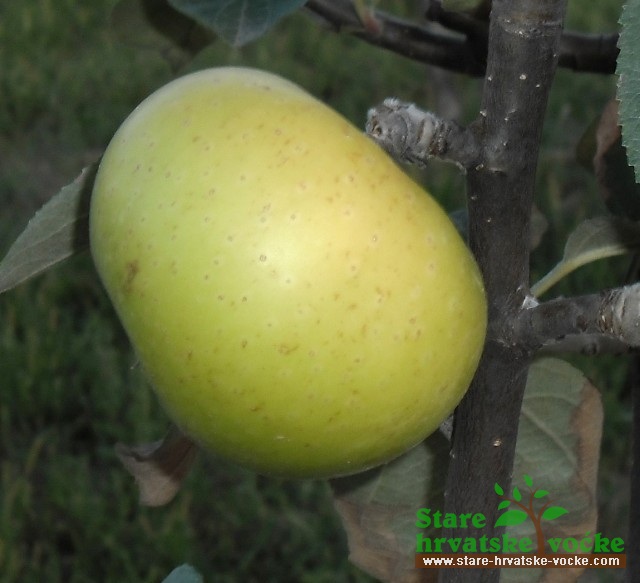 Kablarka-stara sorta jabuke