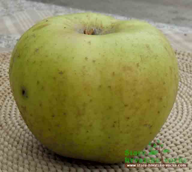 Kanada zelena - stara sorta jabuke