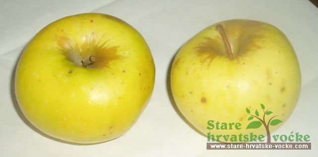 Kotačica žuta - stre sorte jabuka