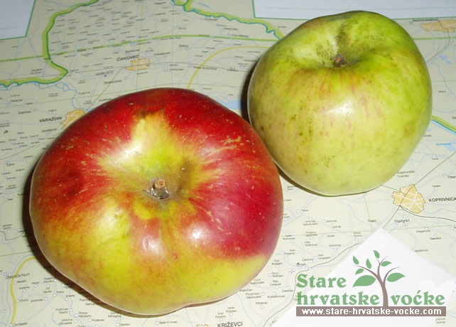Kučanka - stare sorte jabuka