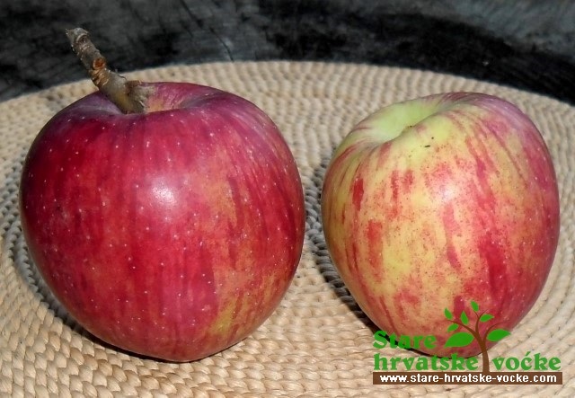 Lepavinka - stara sorta jabuke