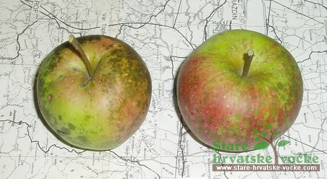 Jabuka Lještarka- stare sorte jabuka