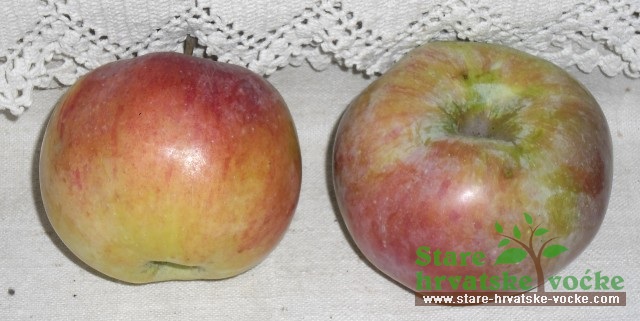 Masnjača - stare sorte jabuka