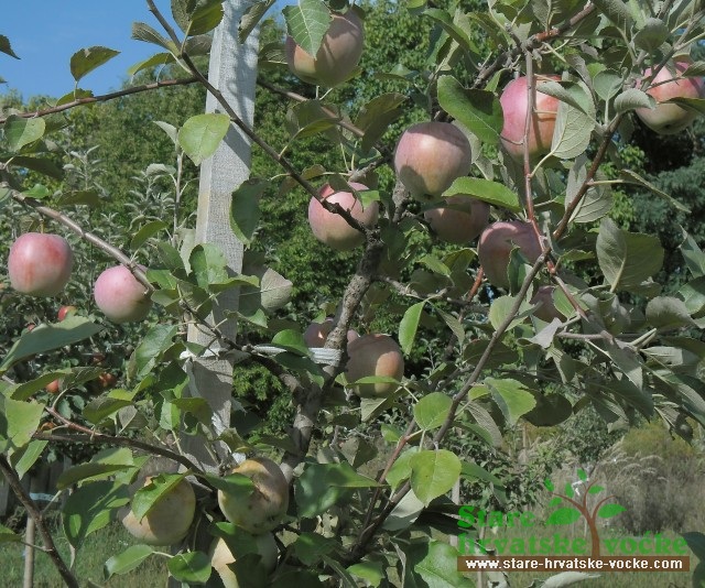 Meglena - stare sorte jabuka