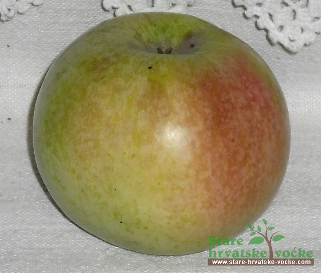Mrazovača - stare sorte jabuka