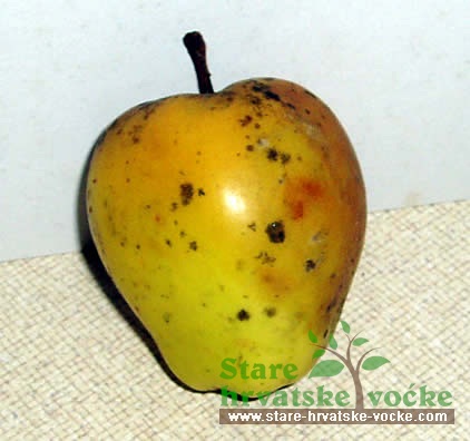 Ovčji nos žuti - stara sorta jabuke