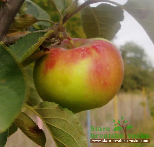 Palči - stare sorte jabuka