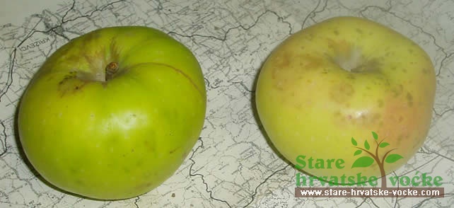 Panekova jabuka - stare sorte jabuka