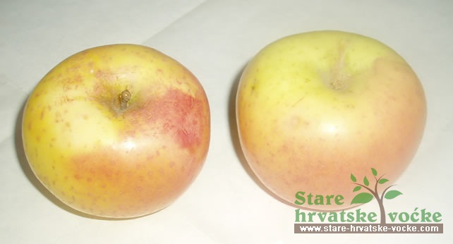 Pinki - stare sorte jabuka