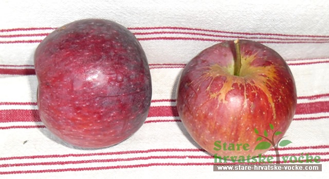 Pitarica - stare sorte jabuka