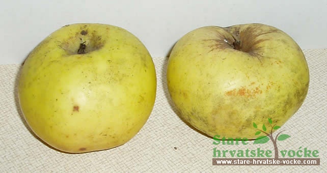 Plosnata Gotalovo - stare sorte jabuka