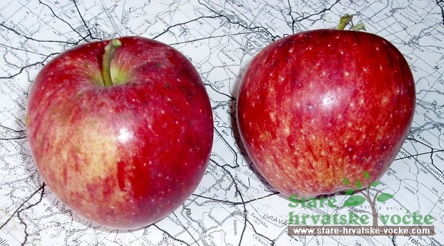 Podolica - stare sorte jabuka