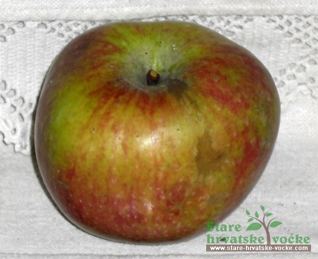 Podravka - stare sorte jabuka