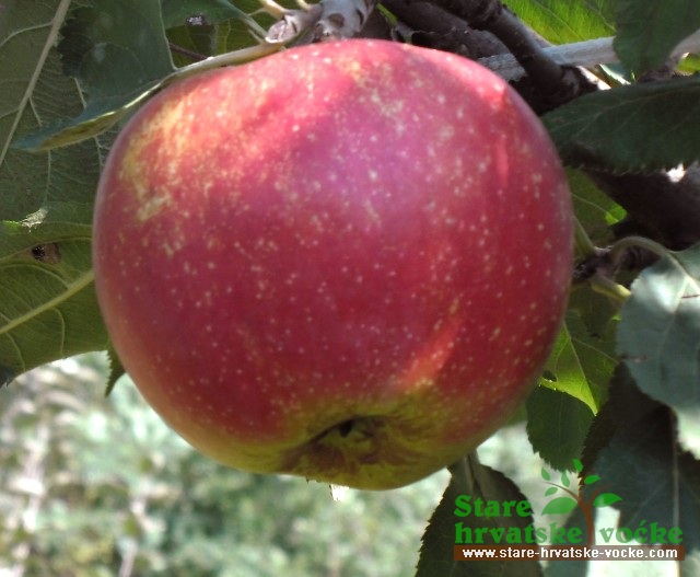 Poglavnikova - stare sorte jabuka