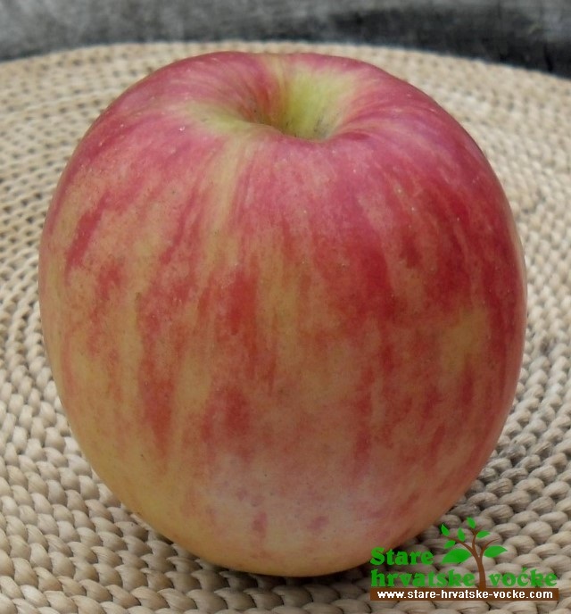 Pramena jesenska - stara sorta jabuke