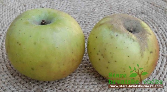 Prešljanka - stara sorta jabuke