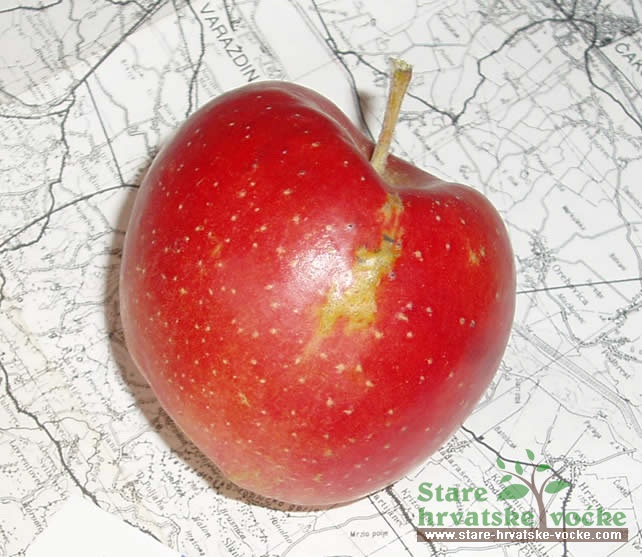 Procepljika - stare sorte jabuka