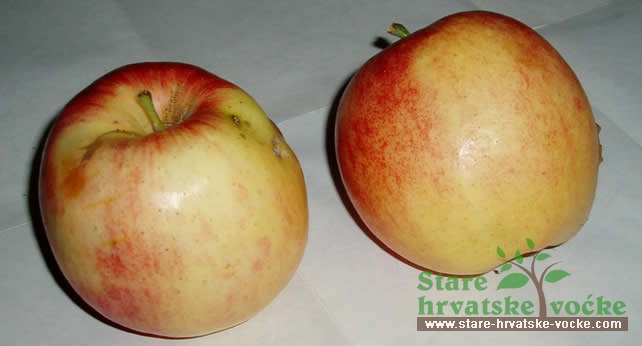 Prutljika - stare sorte jabuka