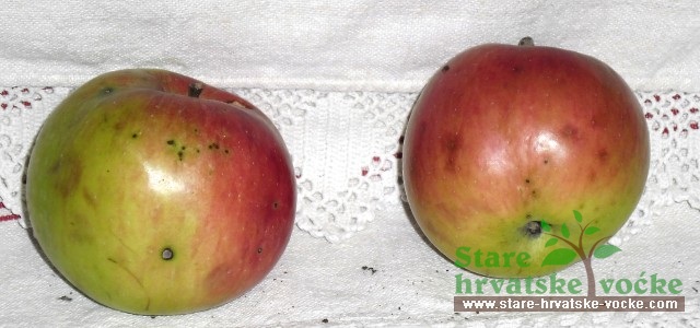 Pružna - stare sorte jabuka